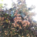 มะพอกยารักษาโรคผิวหนัง