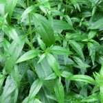 พืชสมุนไพร ฟ้าทะลายโจร สมุนไพรต่อต้านอนุมูลอิสระ ช่วยชลอความแก่